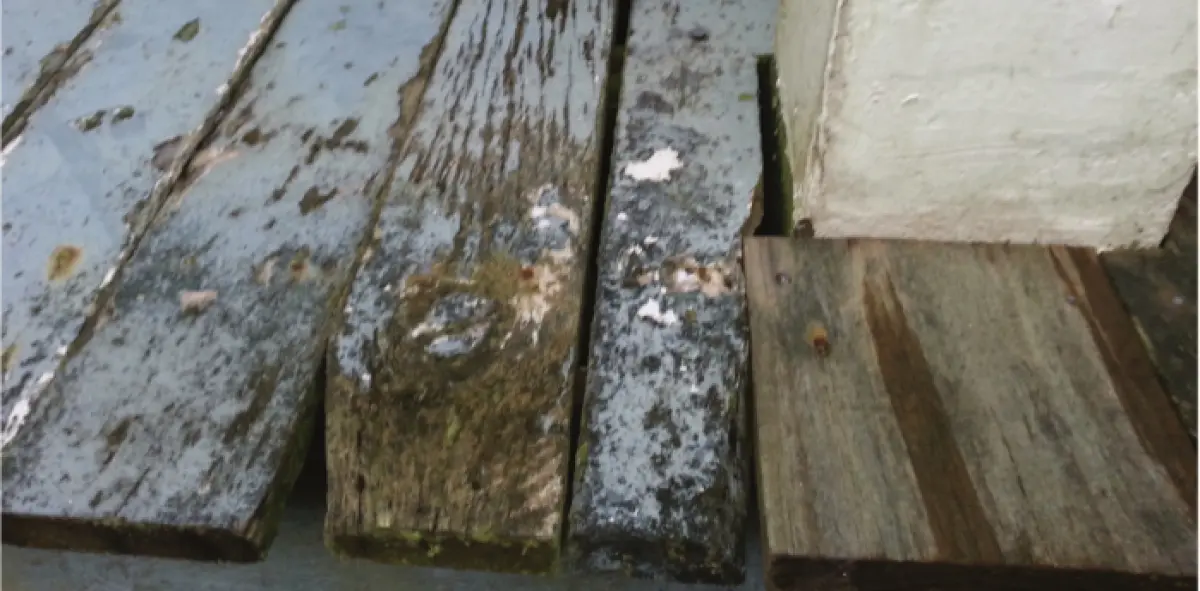 Photograph showing weathered timber decking boards with peeling paint, surface staining, and gaps between the boards near a wall base
