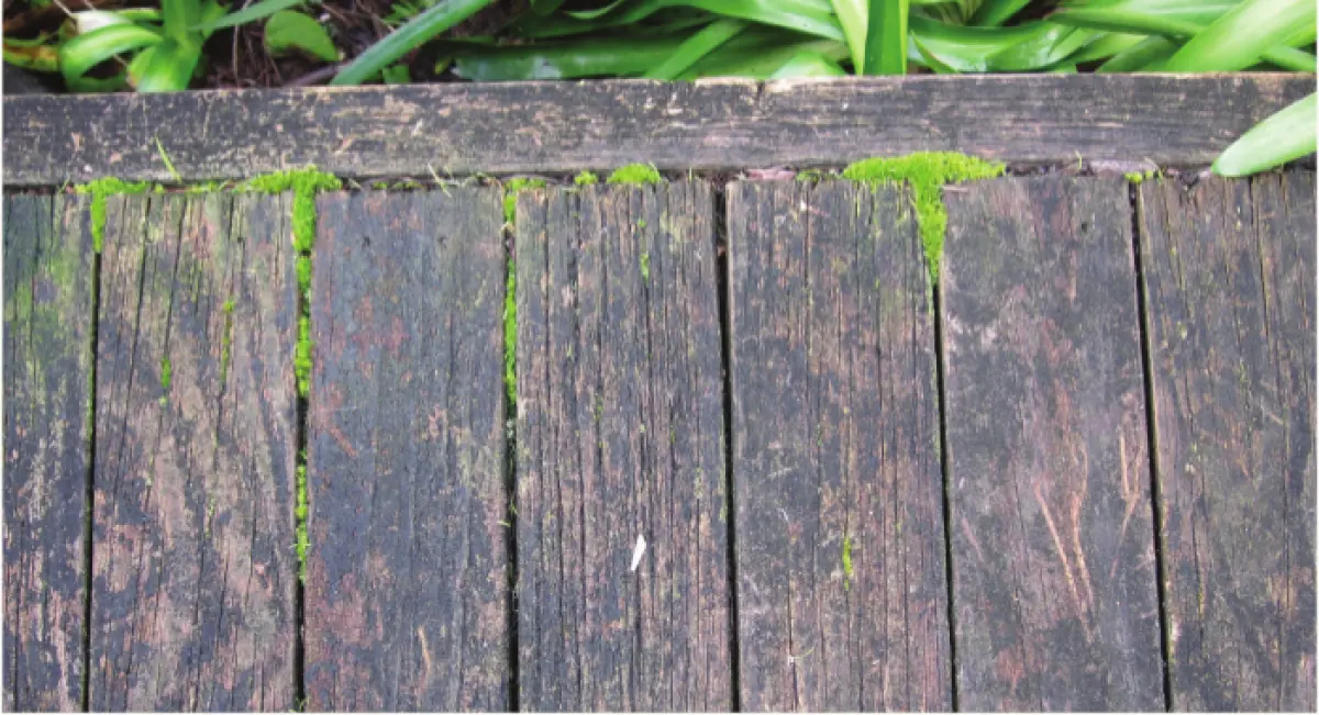 Photograph showing weathered timber boards with green moss growing along the joints