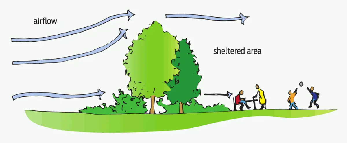 A diagram of trees being used as shelter from the wind