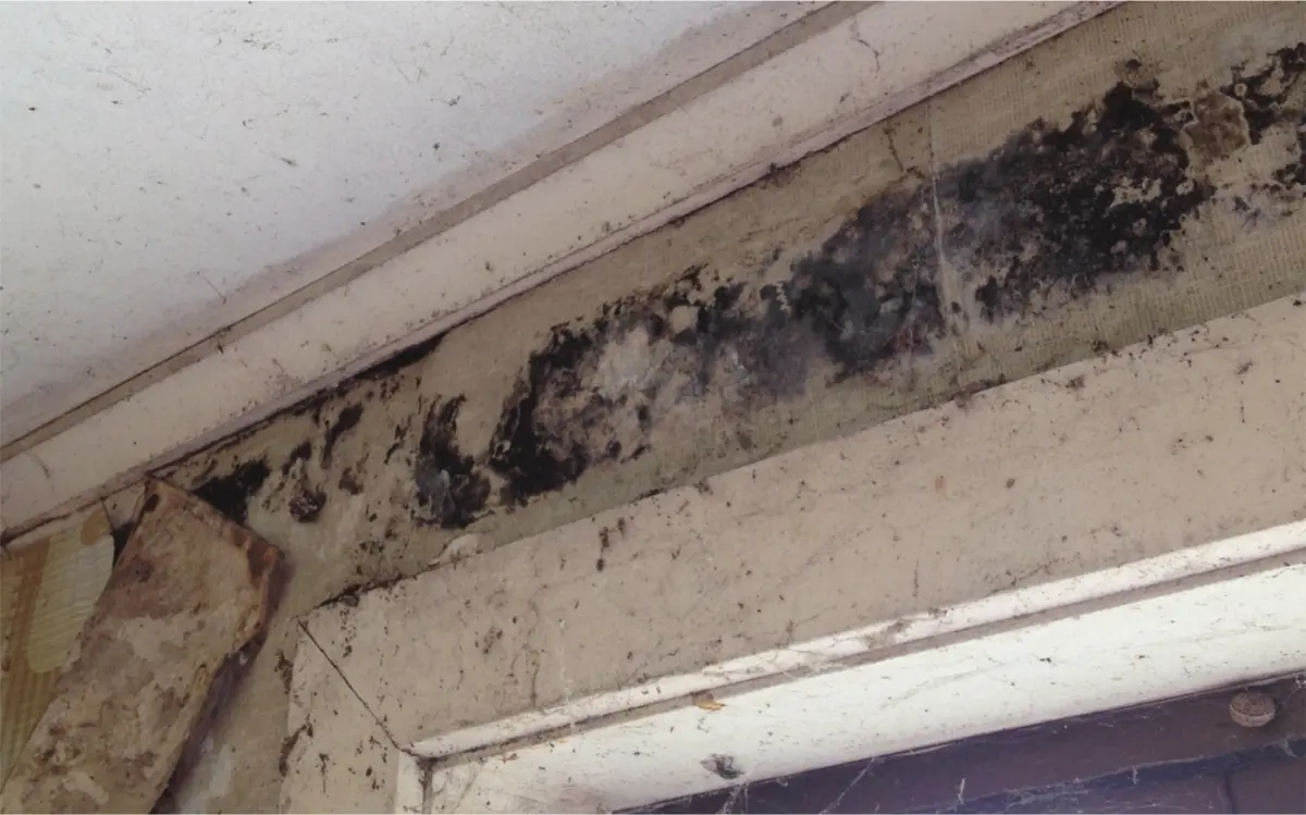 Photograph showing dark mould growth along the top edge of a window frame.