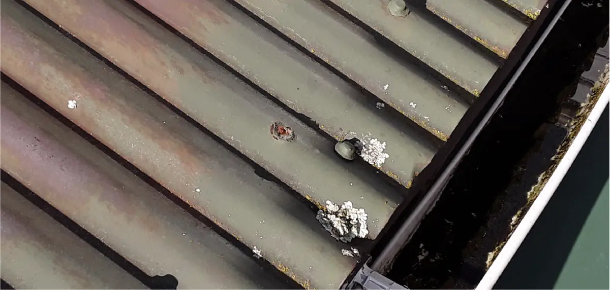 a photo of rust and lichen on corrugated roof