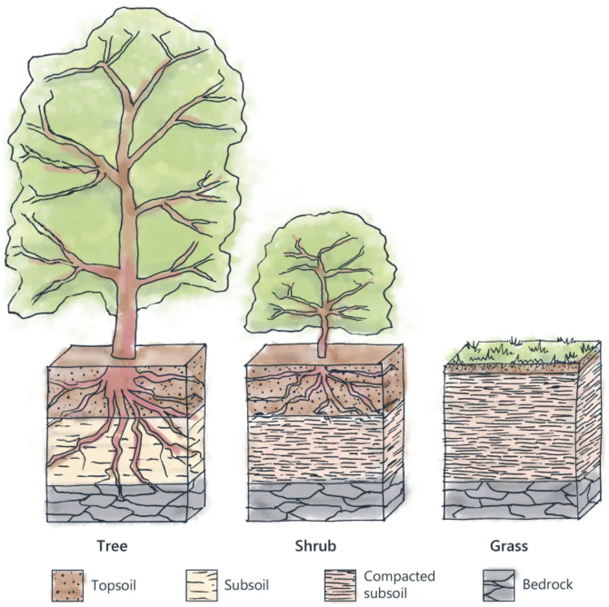 Diagram comparing a tree, shrub, and grass, showing different root systems