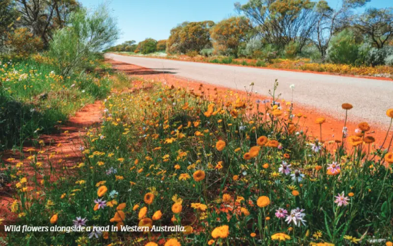 Nature-positive infrastructure