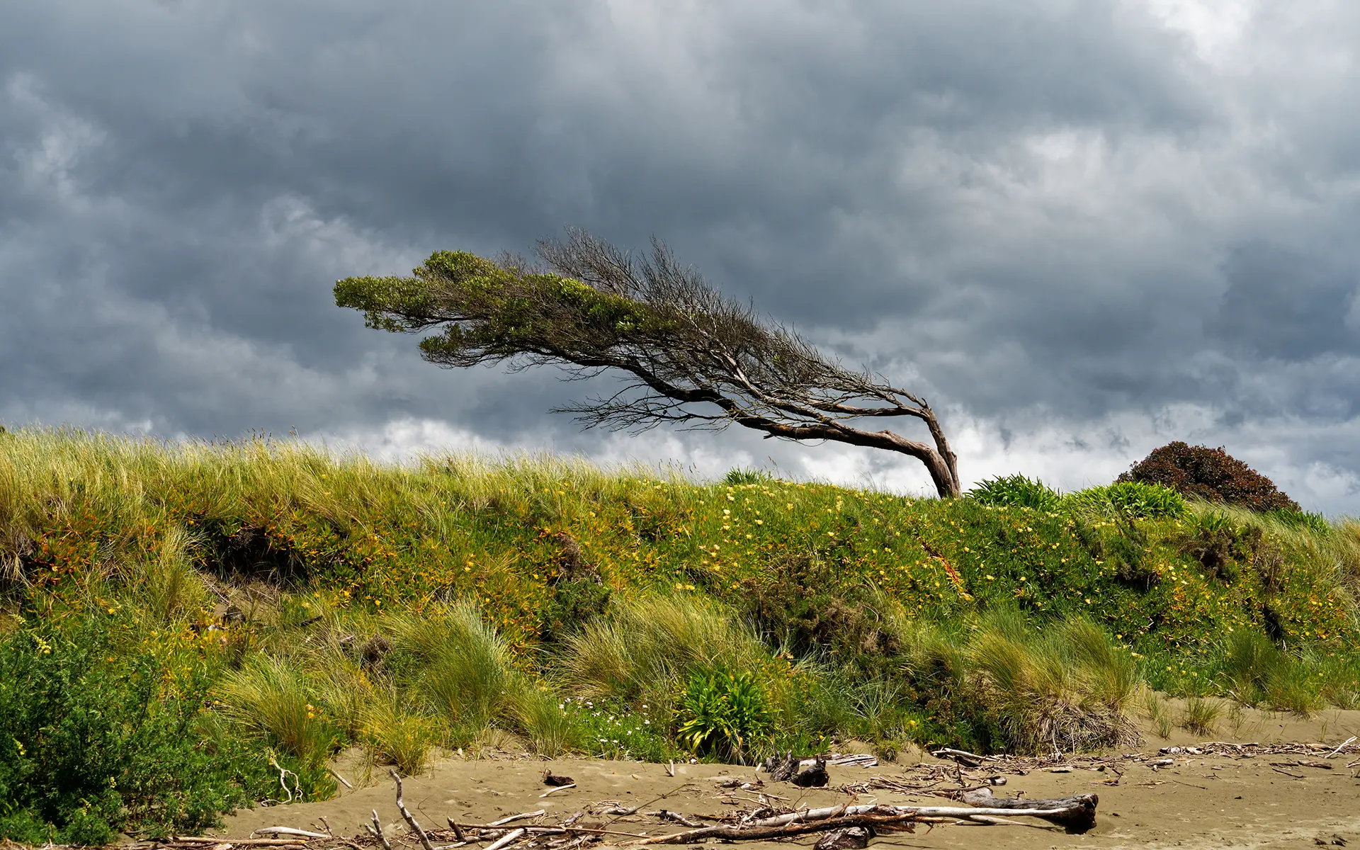 Wind zones and NZS 3604