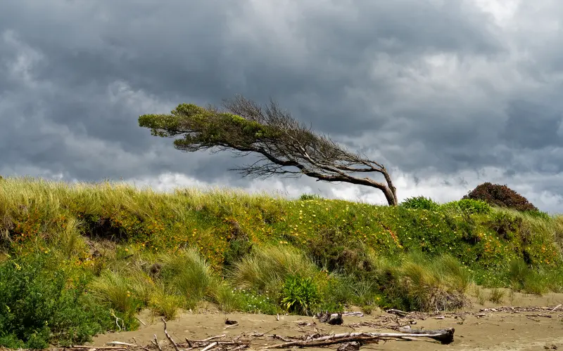 Wind zones and NZS 3604