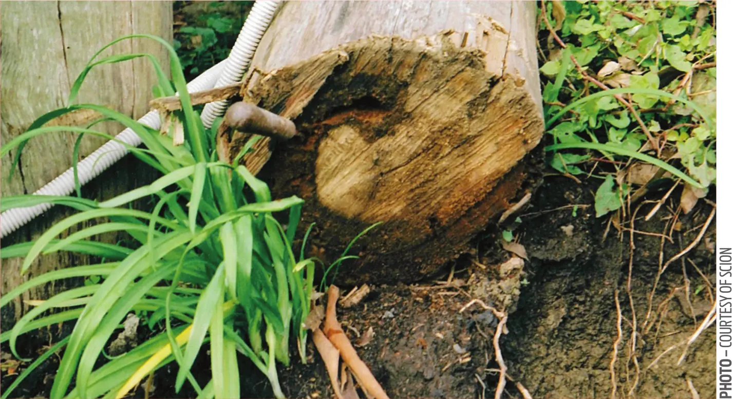 Premature decay in timber