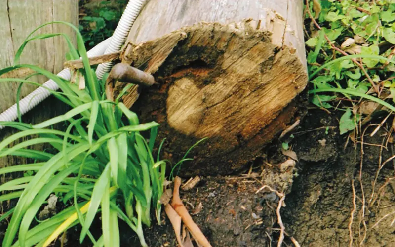 Premature decay in timber